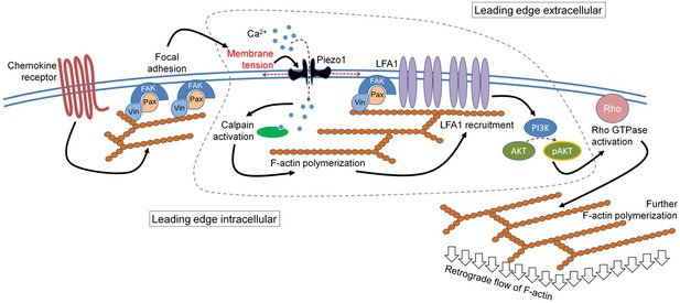 Piezo1 mechanosensing regulates integrin-dependent chemotactic ...