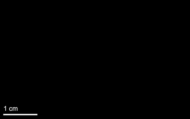 posterframe for video