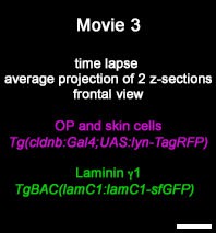 posterframe for video