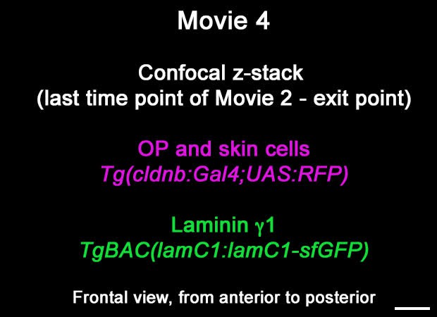 posterframe for video