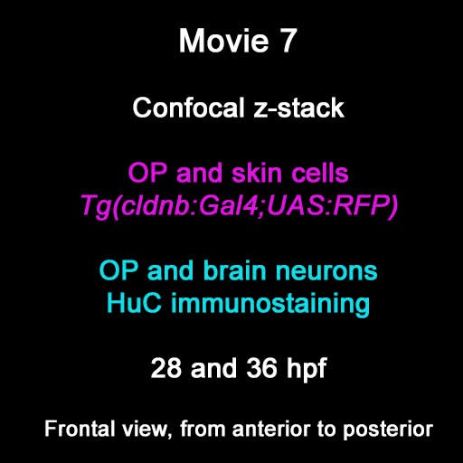posterframe for video