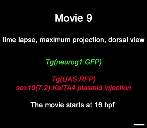 posterframe for video
