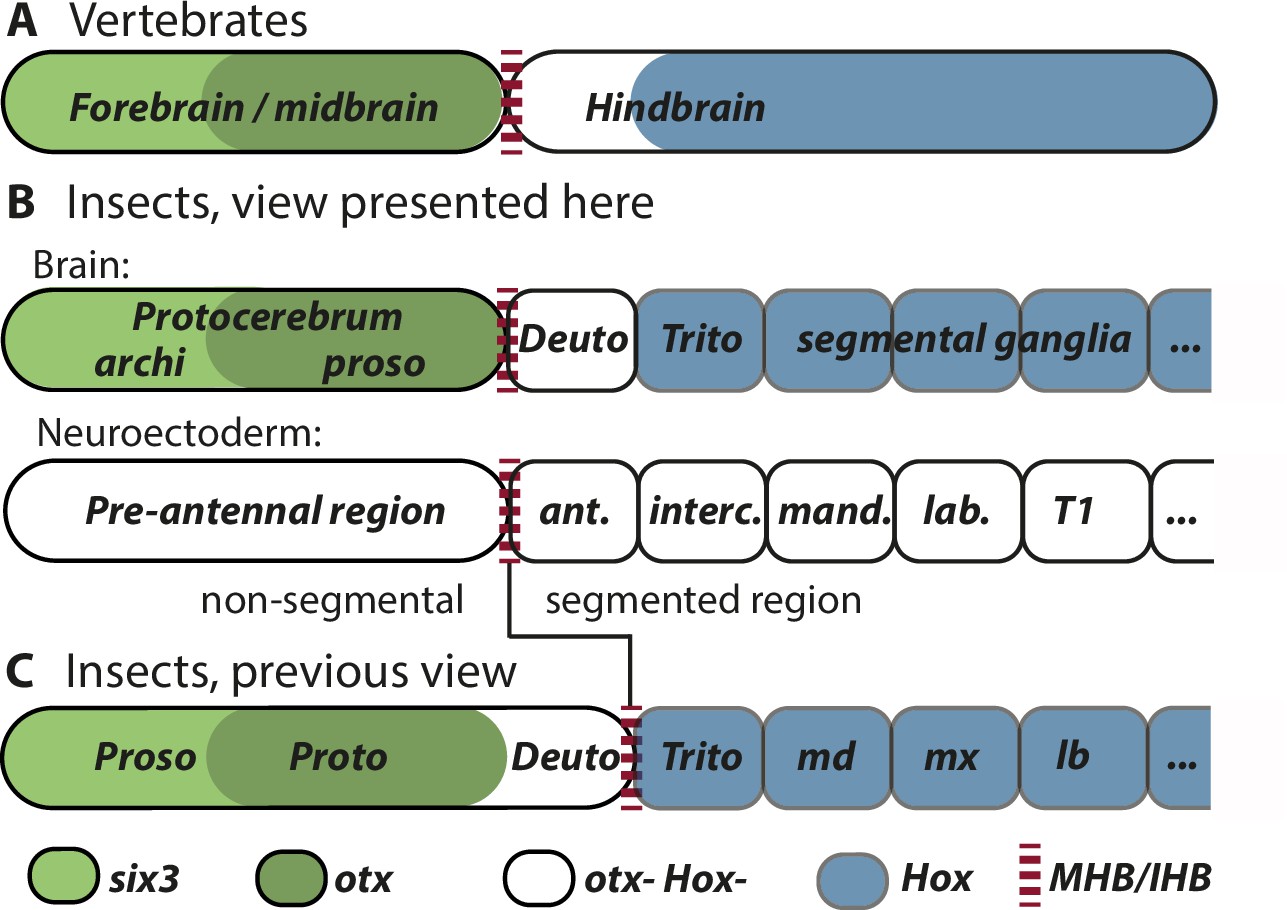 Frontiers  Genetic Regulation of Vertebrate Forebrain Development by  Homeobox Genes