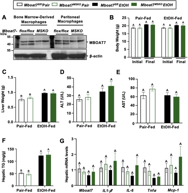 Figures And Data In Membrane Bound O Acyltransferase Mboat Shapes