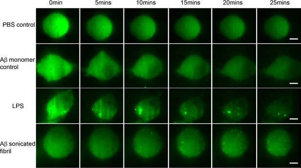 The delayed kinetics of Myddosome formation explains why amyloid-beta ...