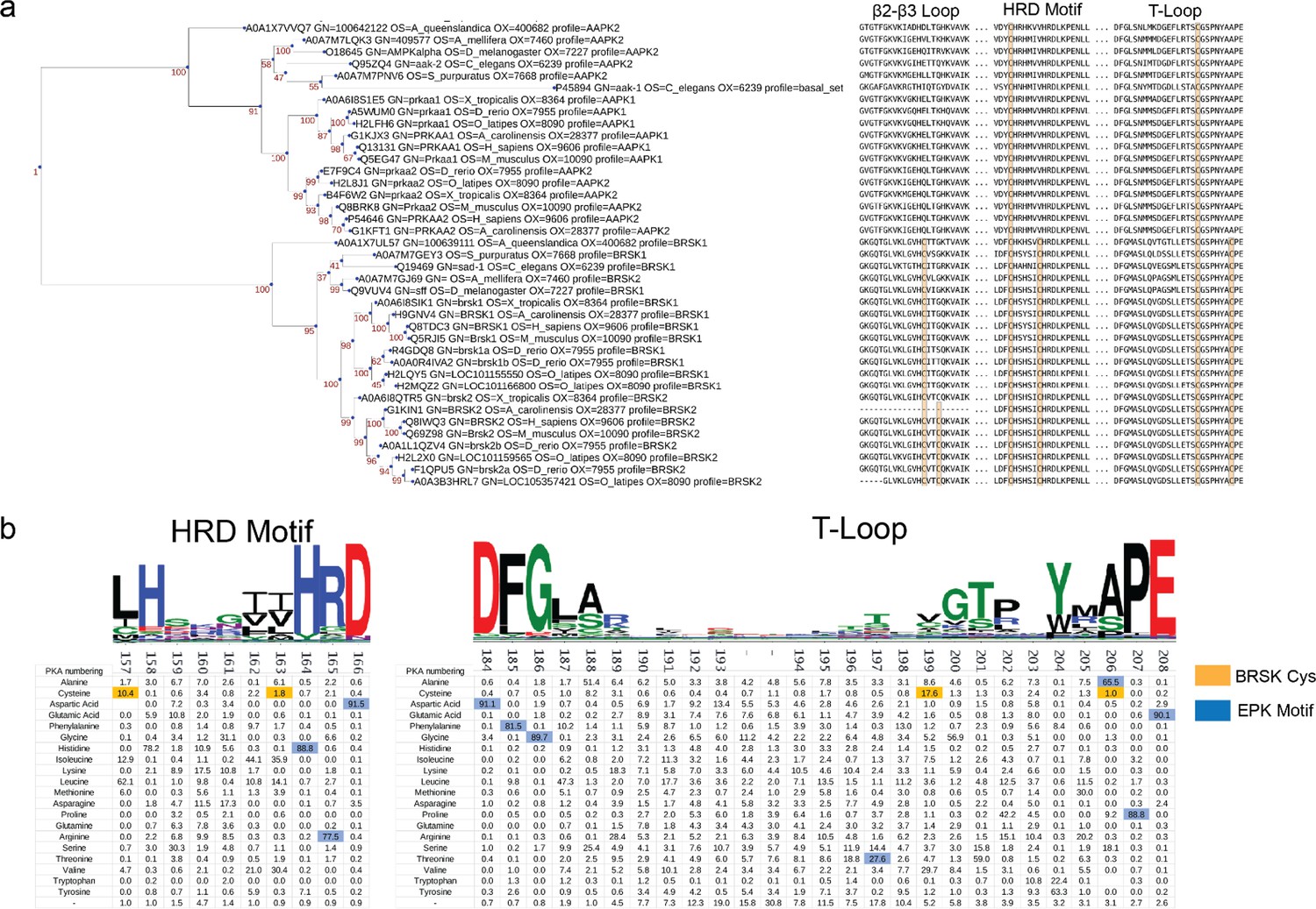Redox regulation and dynamic control of brain-selective