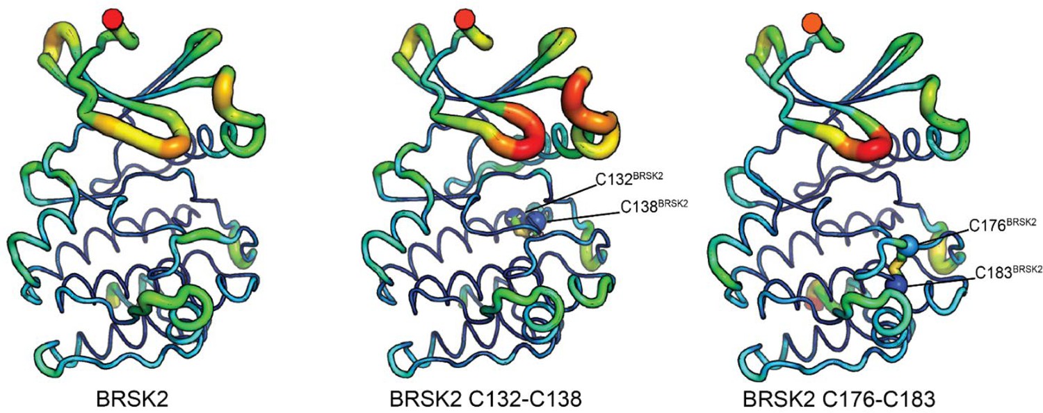 Redox regulation and dynamic control of brain-selective Redox regulation and dynamic control of brain-selective