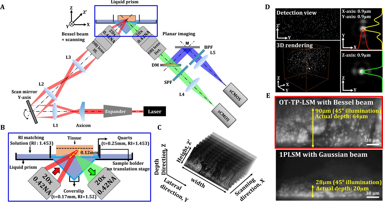 Open-top Bessel Beam Two-photon Light Sheet Microscopy For Three 