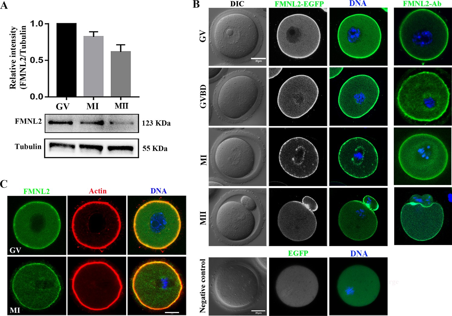 Figures And Data In FMNL2 Regulates Actin For Endoplasmic Reticulum And