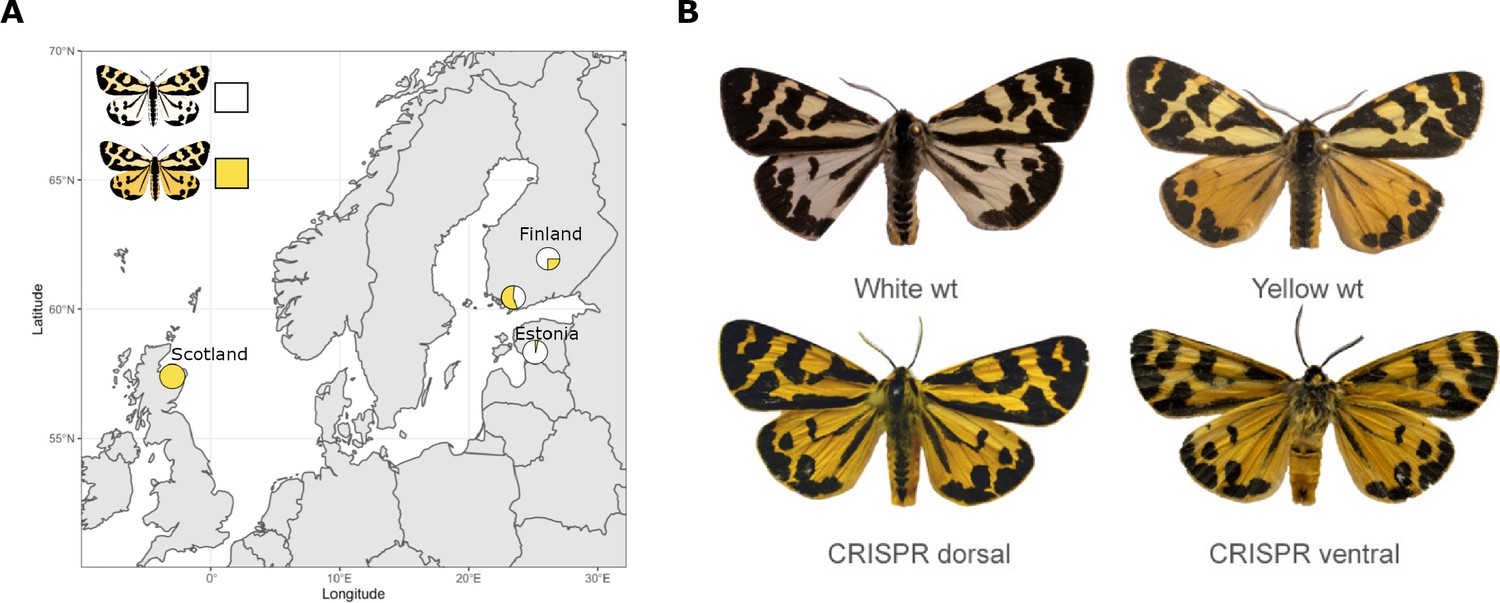 Genetics A Colourful Duplication ELife   Default 