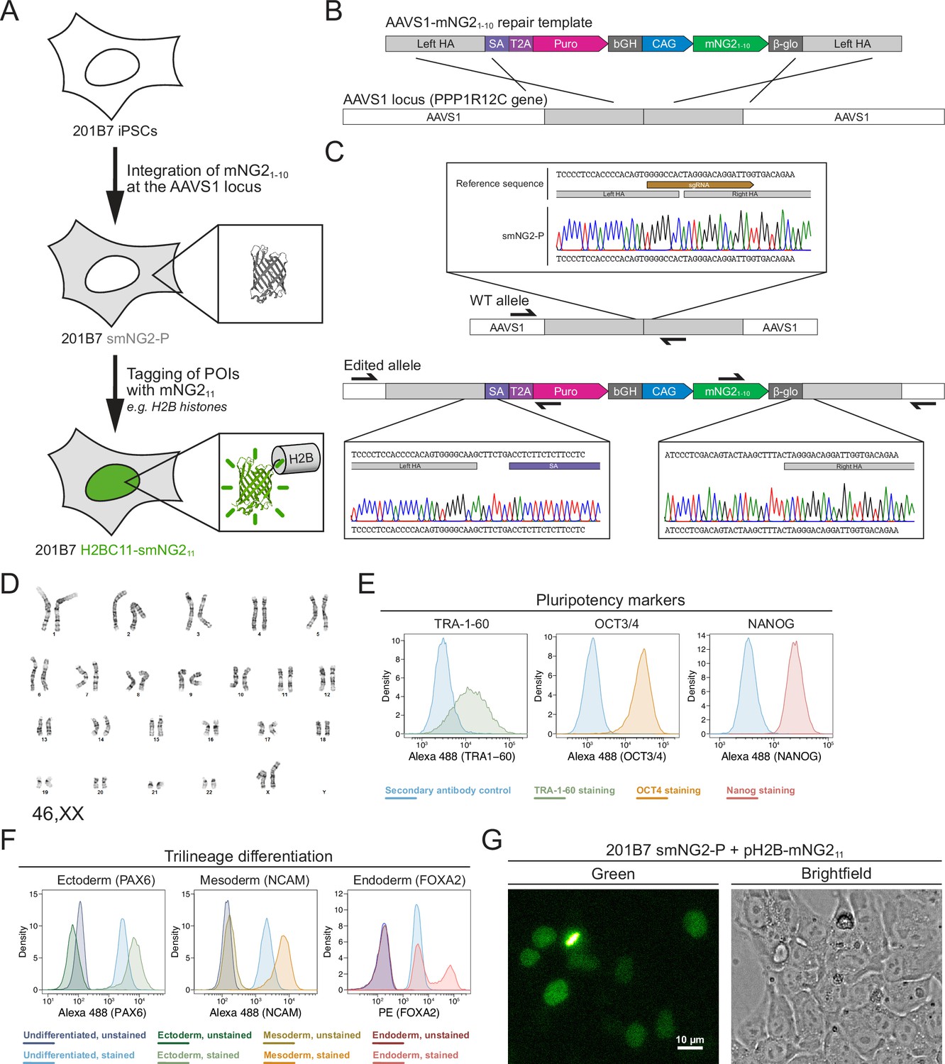 Figures and data in Endogenous tagging using split mNeonGreen in human ...