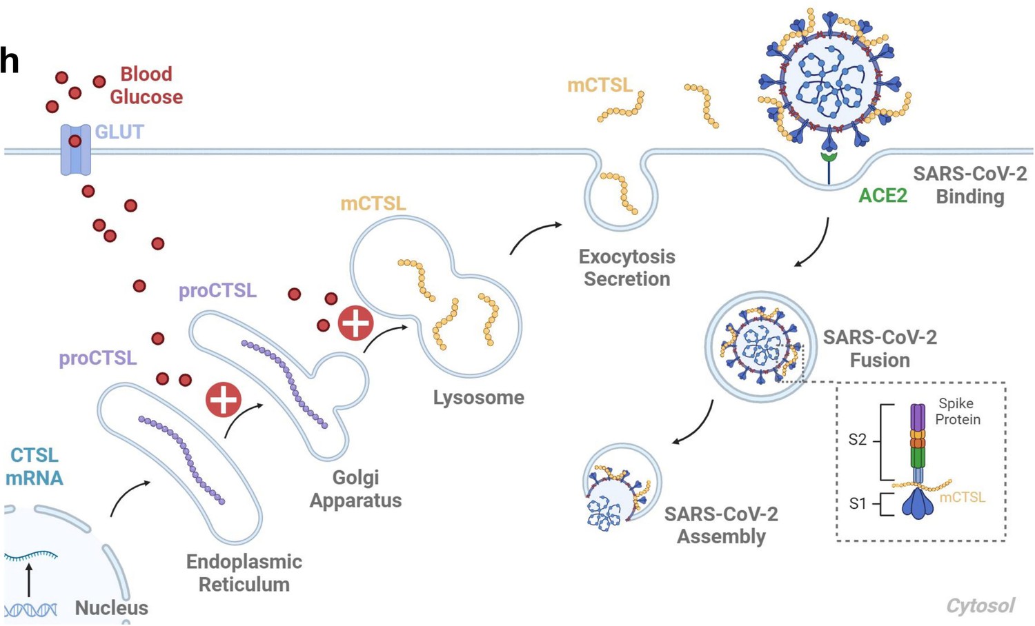 Peer review in Hyperglycemia induced cathepsin L maturation linked to ...