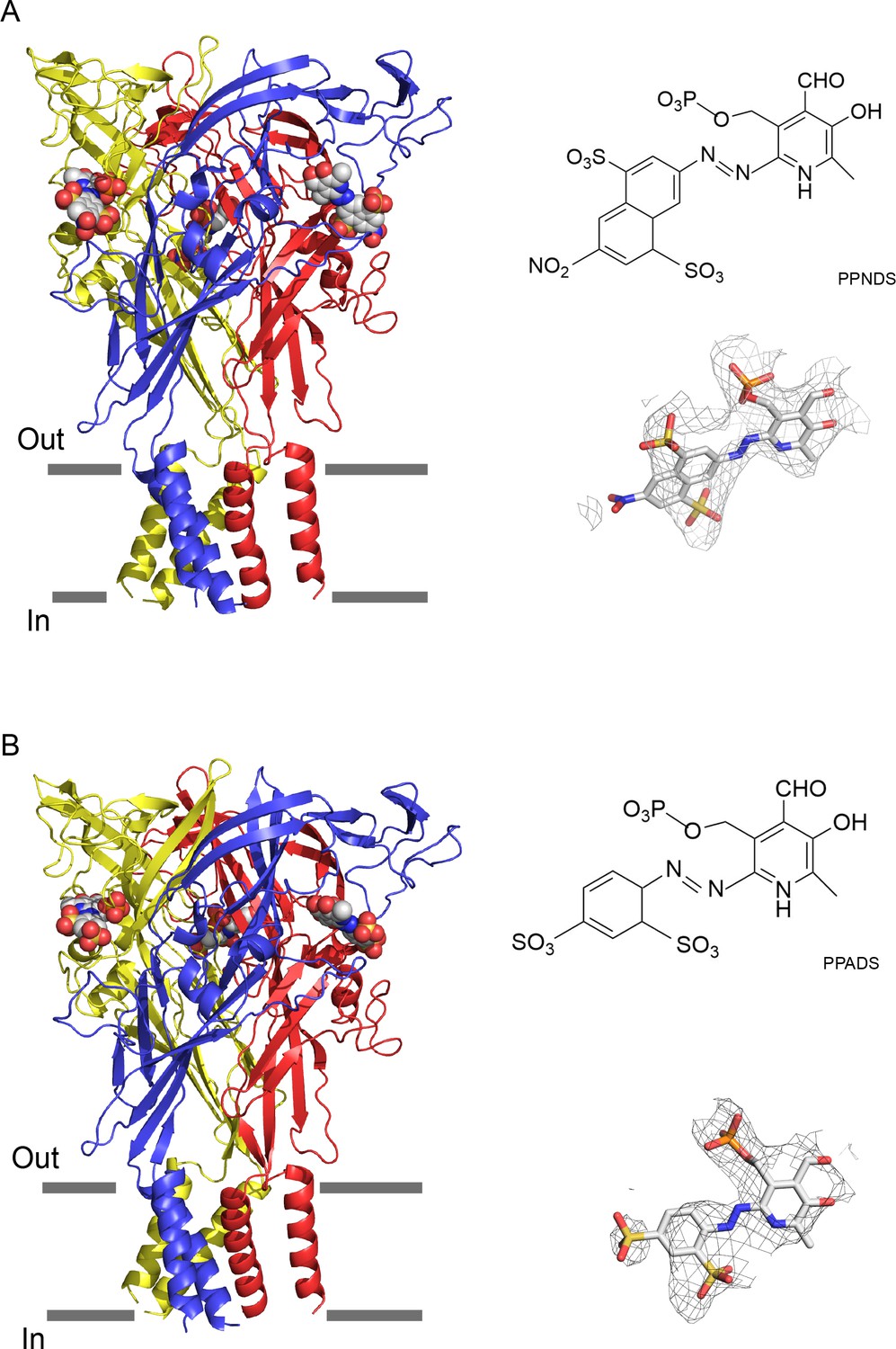 Structural insights into the orthosteric inhibition of P2X 