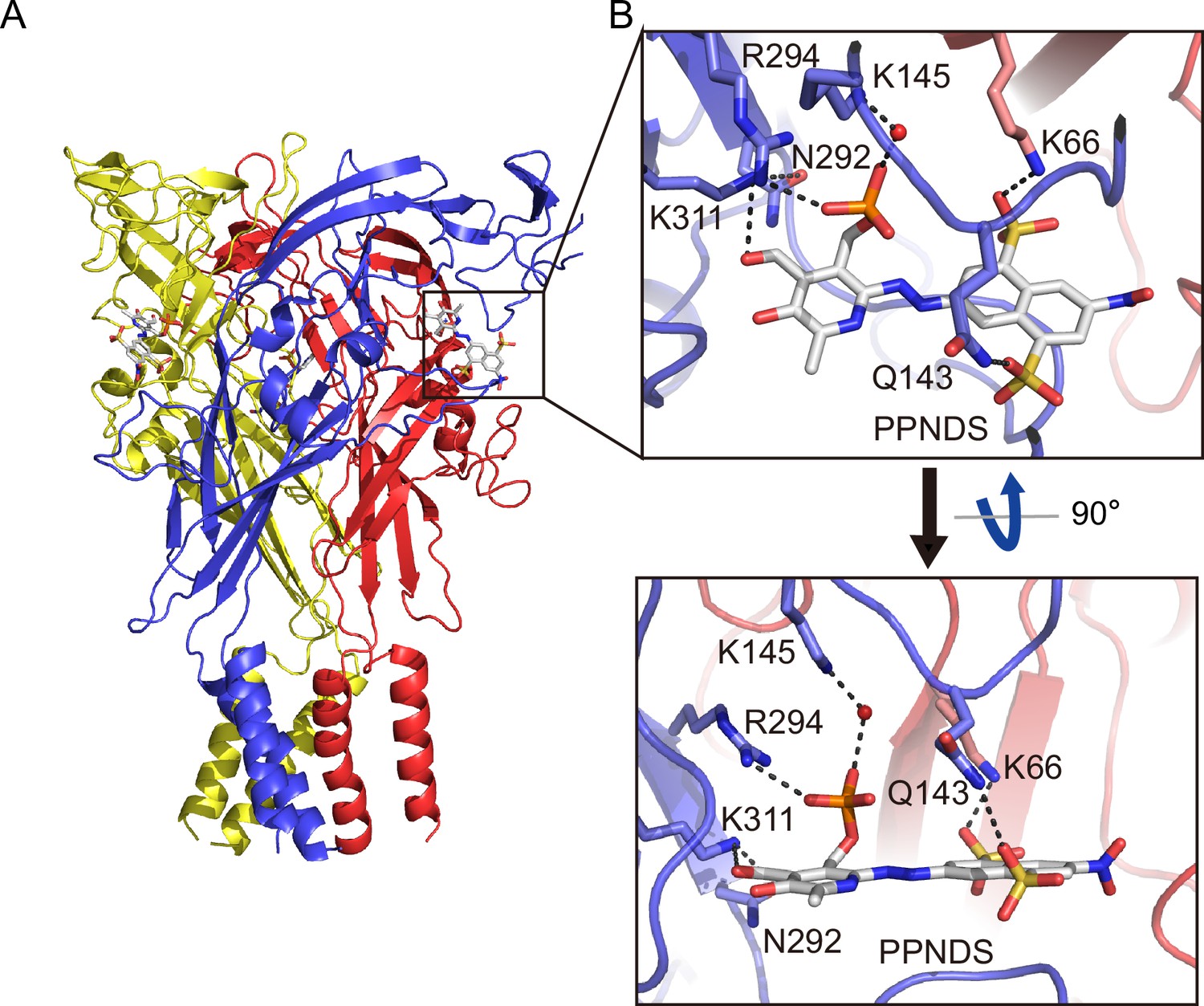 Structural insights into the orthosteric inhibition of P2X receptors by ...