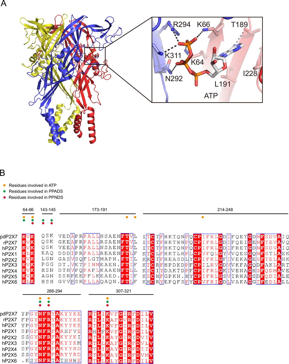 Structural insights into the orthosteric inhibition of P2X receptors by ...