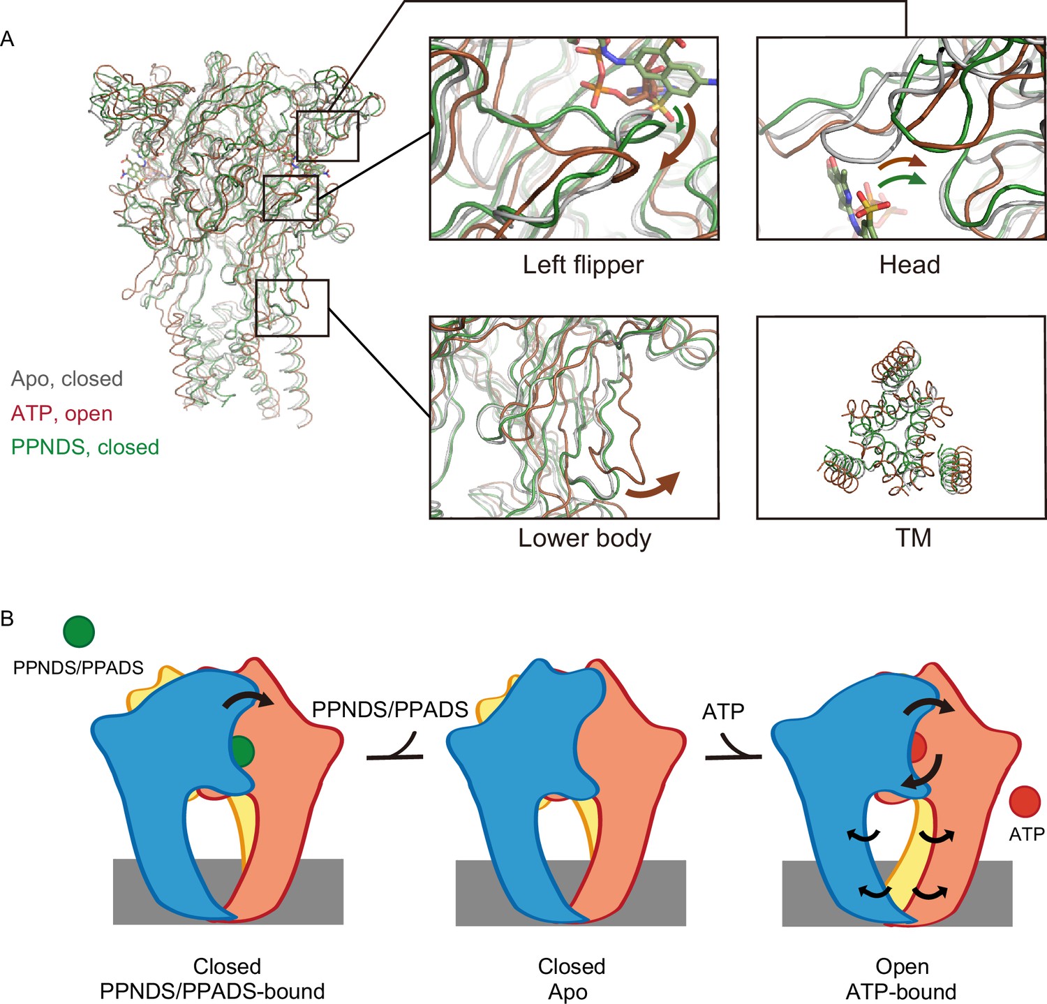 Structural insights into the orthosteric inhibition of P2X receptors by ...