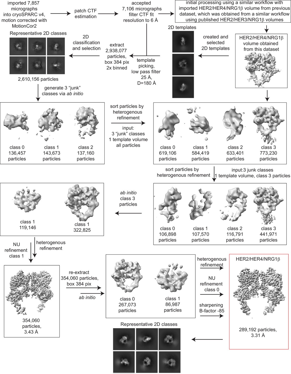 Figures and data in Structural dynamics of the active HER4 and HER2 ...