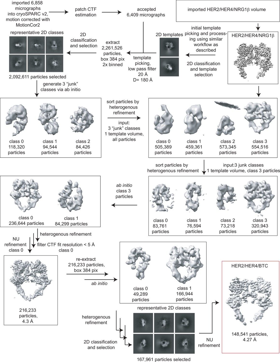 Figures and data in Structural dynamics of the active HER4 and HER2 ...