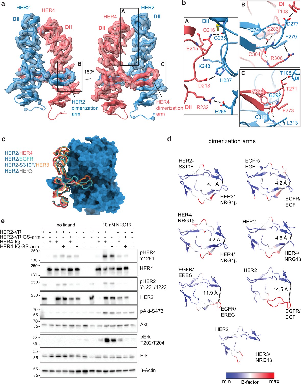 Structural dynamics of the active HER4 and HER2/HER4 complexes is ...