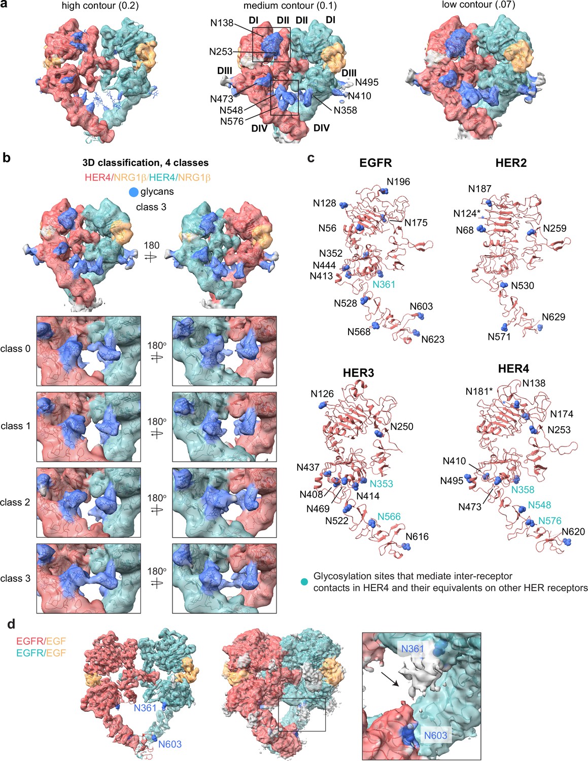 Figures and data in Structural dynamics of the active HER4 and HER2 ...