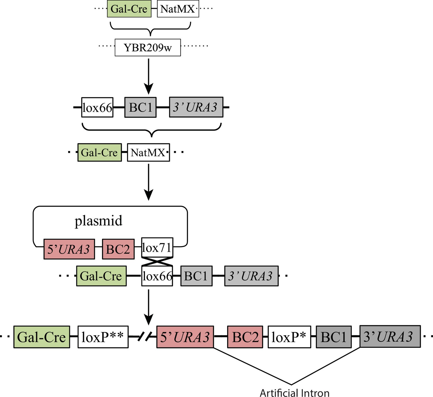 Figures and data in Evolution of haploid and diploid populations ... Biology Diagrams