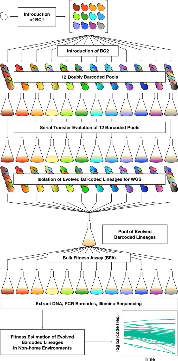 Evolution of haploid and diploid populations reveals common, strong ... Biology Diagrams