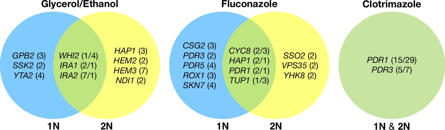 Evolution of haploid and diploid populations reveals common strong Biology Diagrams