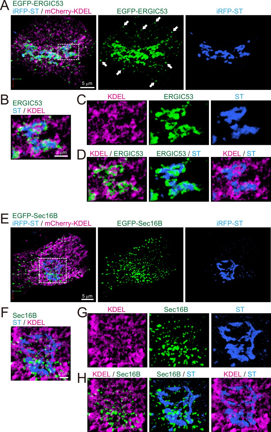 Spatiotemporal dissection of the Golgi apparatus and the ER-Golgi ...