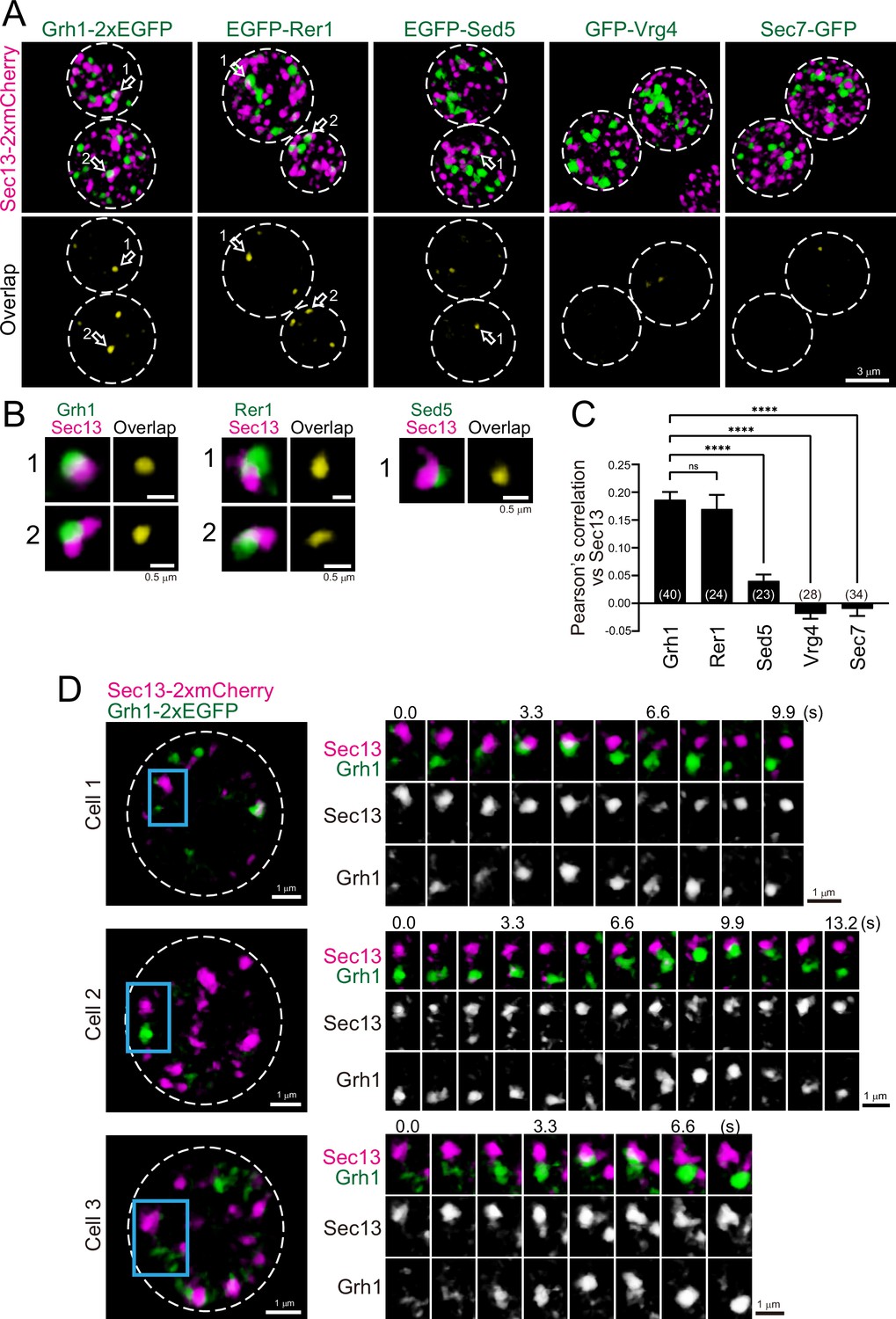 Spatiotemporal dissection of the Golgi apparatus and the ER-Golgi ...