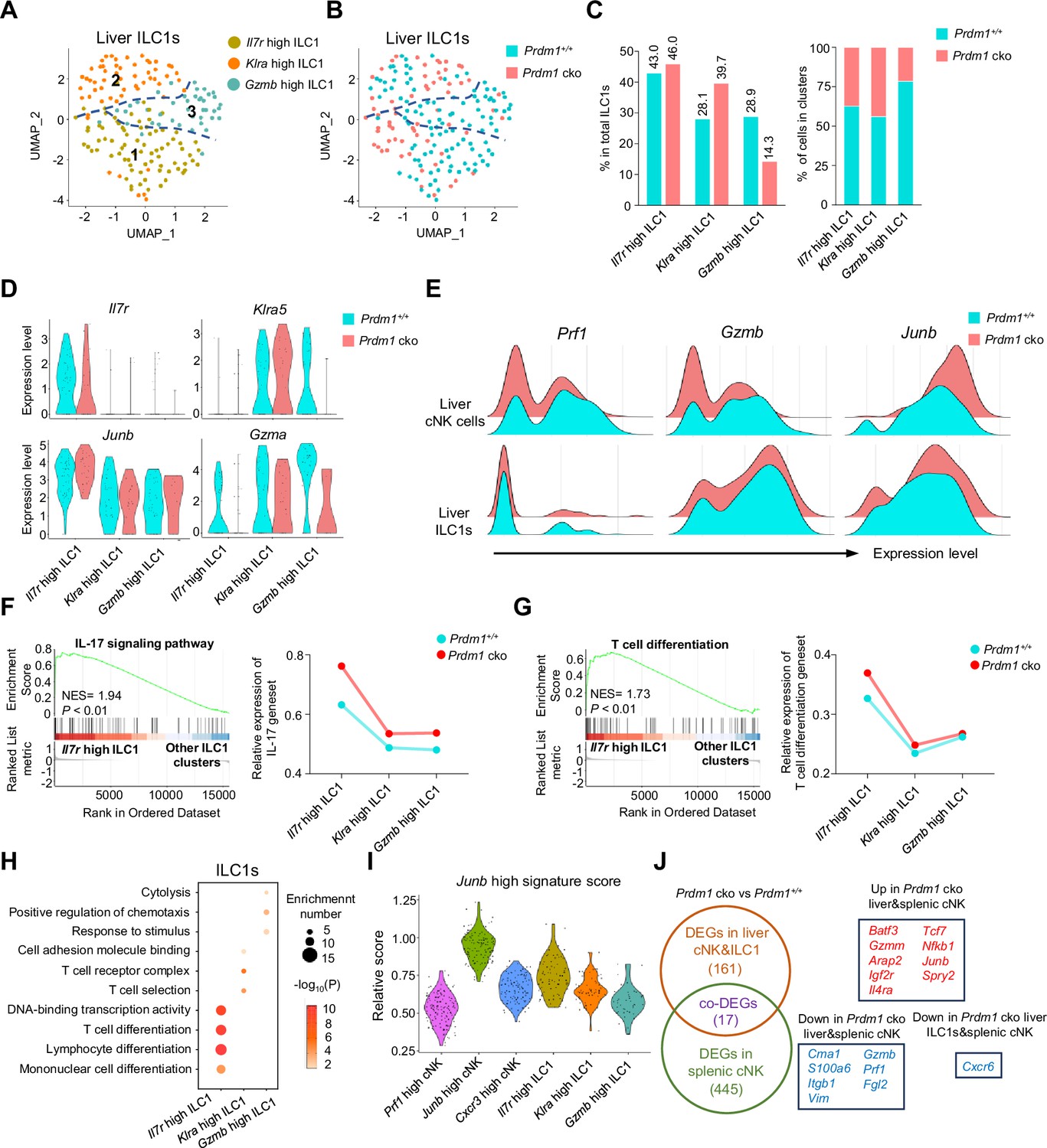 Prdm1 positively regulates liver Group 1 ILCs cancer immune