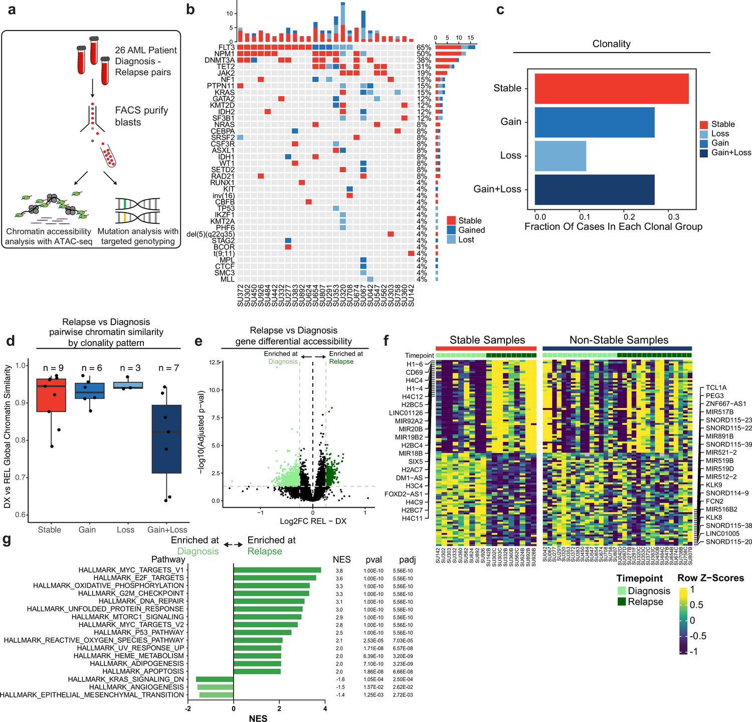 Convergent epigenetic evolution drives relapse in acute myeloid ...