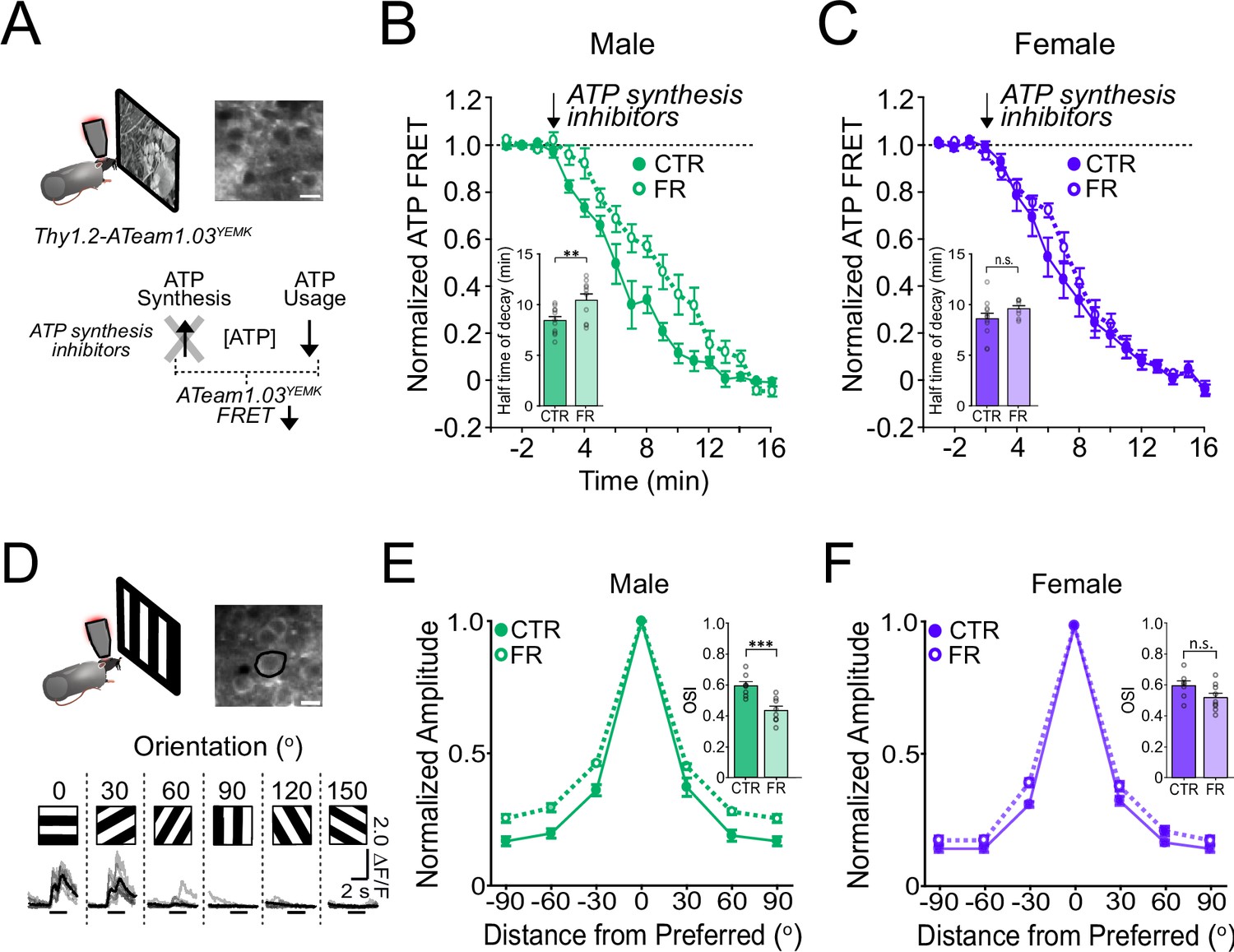 Figures And Data In Sex Specific Resilience Of Neocortex To Food Restriction Elife 7773