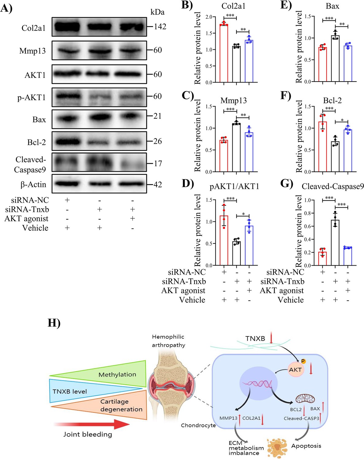 Aberrant methylation and expression of TNXB promote