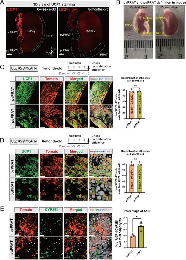 Figures And Data In Perirenal Adipose Tissue Contains A Subpopulation