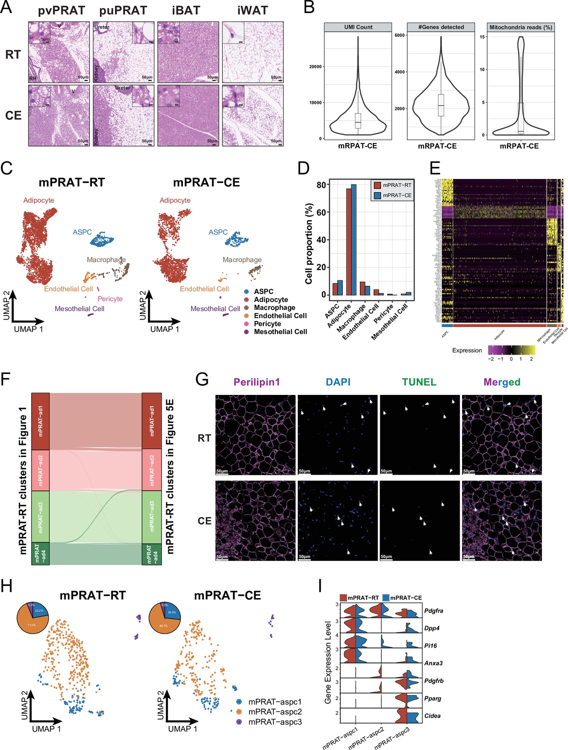 Figures And Data In Perirenal Adipose Tissue Contains A Subpopulation