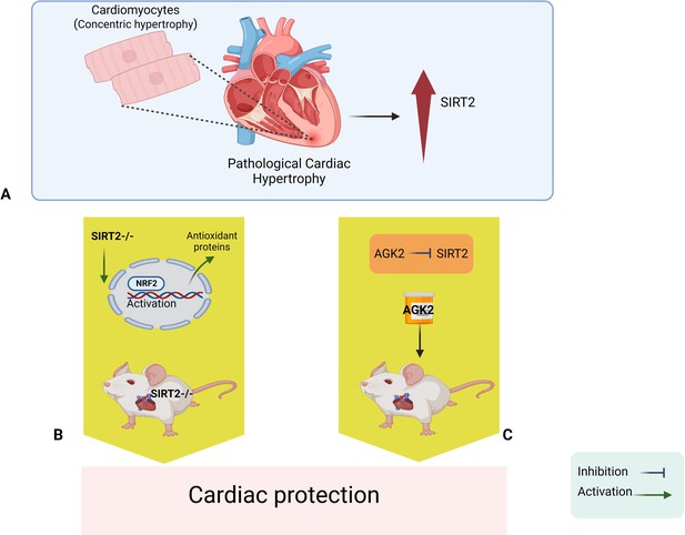 Cardiology: A new strategy for cardiac protection | eLife