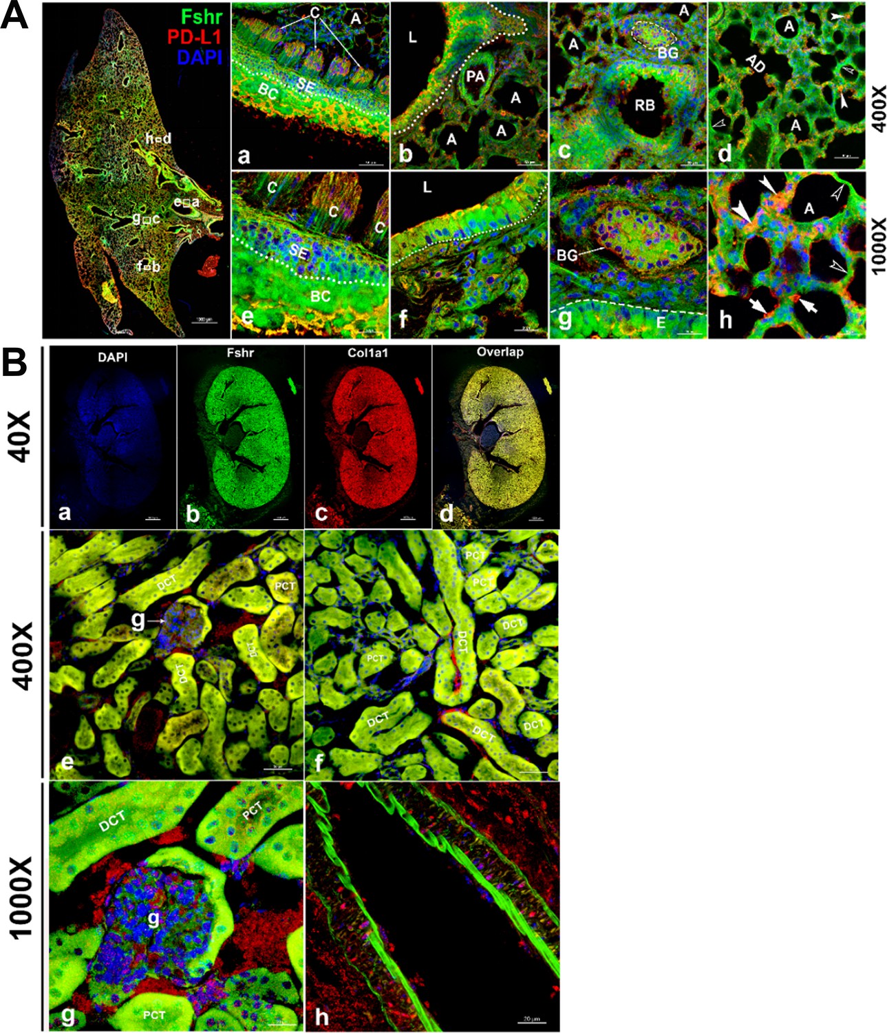 Atlas of Fshr expression from novel reporter mice | eLife