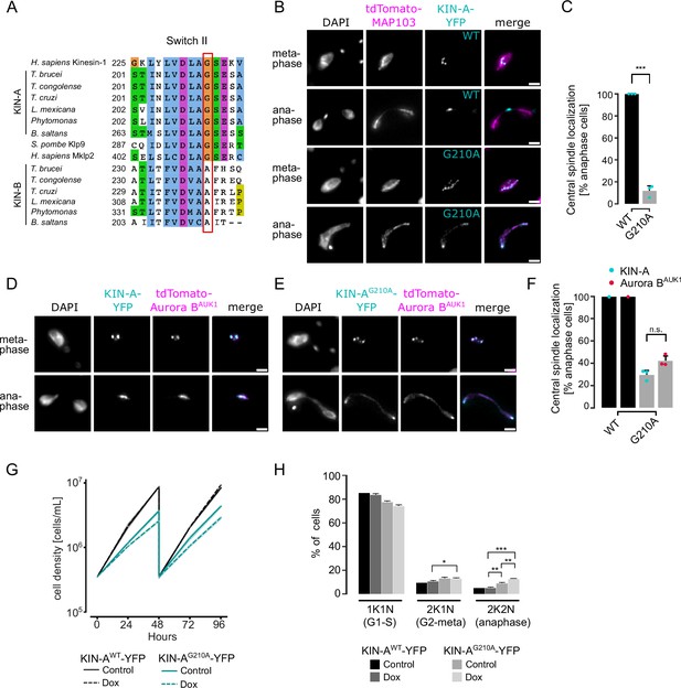 Dynamic Localization Of The Chromosomal Passenger Complex In ...