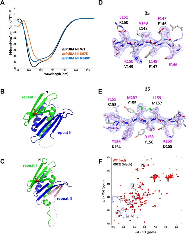 PURA syndrome-causing mutations impair PUR-domain integrity and affect ...