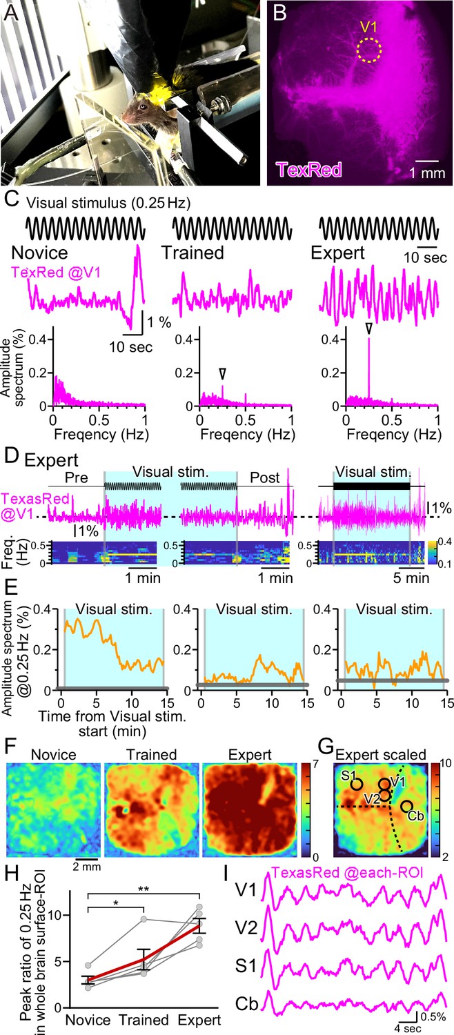 Plastic vasomotion entrainment | eLife