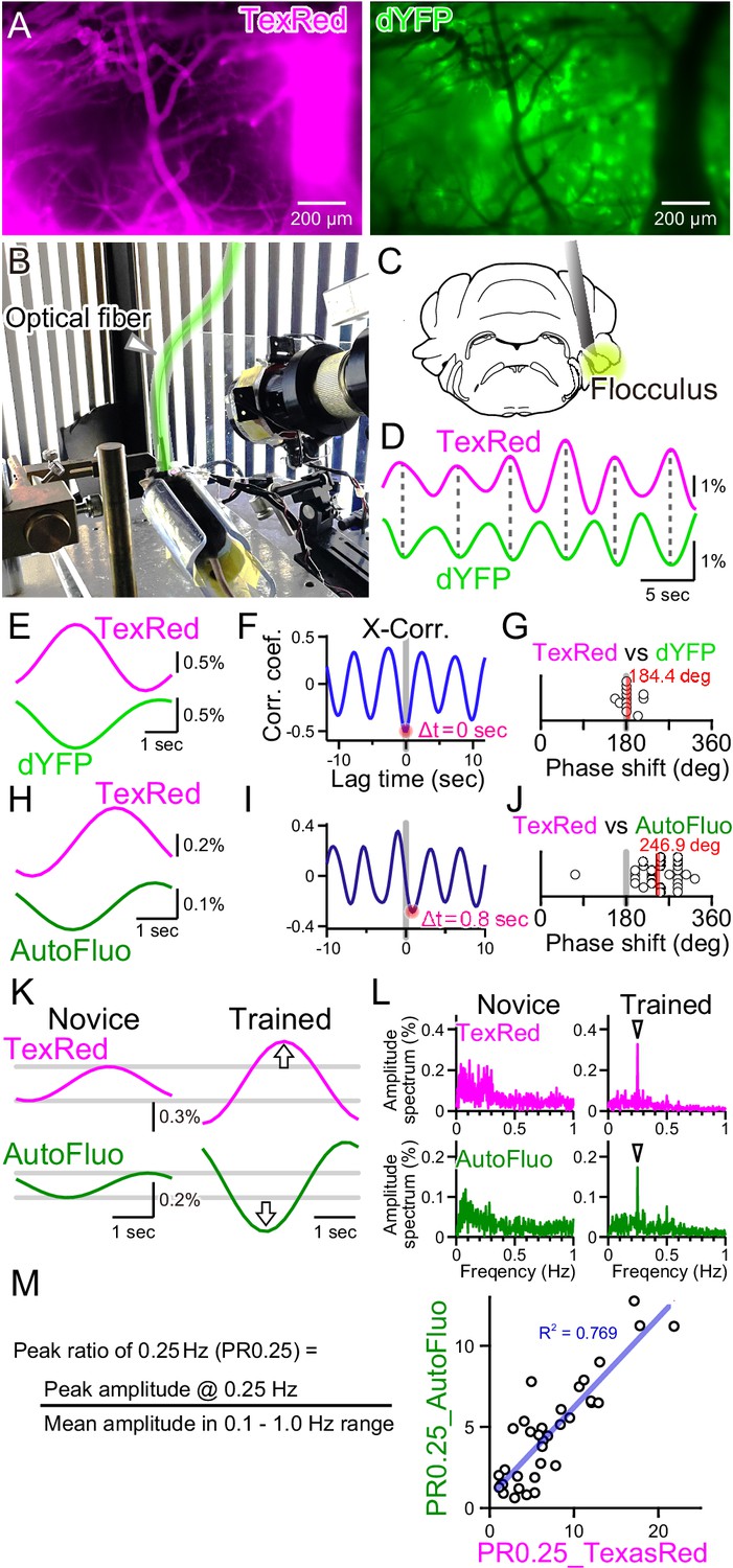 Plastic vasomotion entrainment | eLife