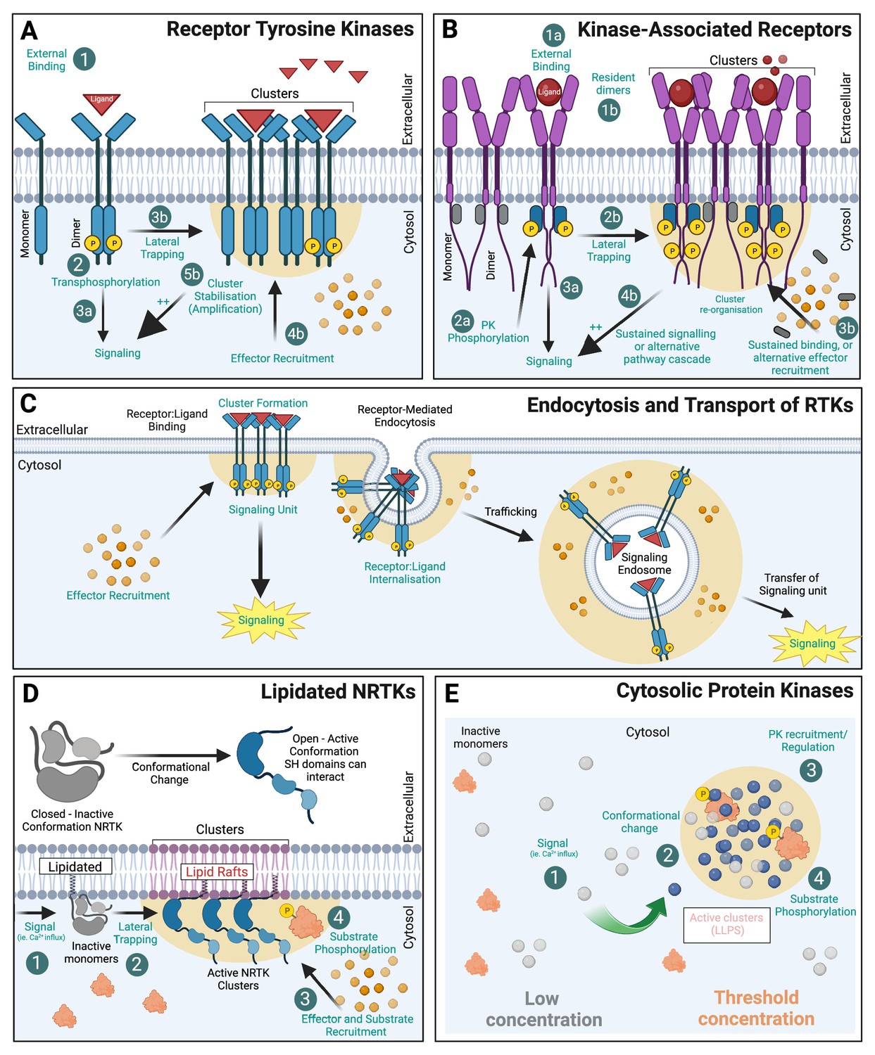 Figures and data in location location location protein kinase