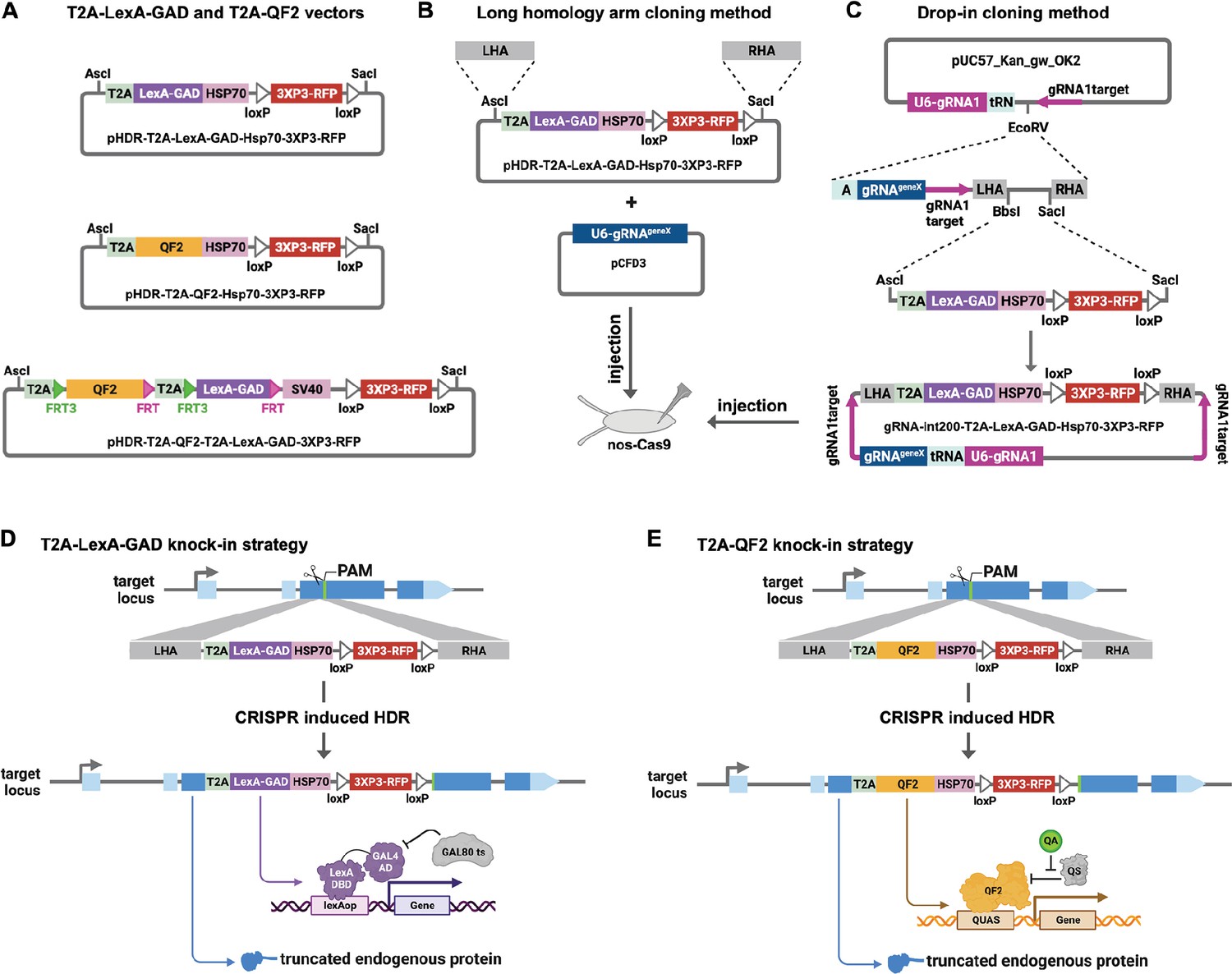 Expanding the Drosophila toolkit for dual control of gene expression ...