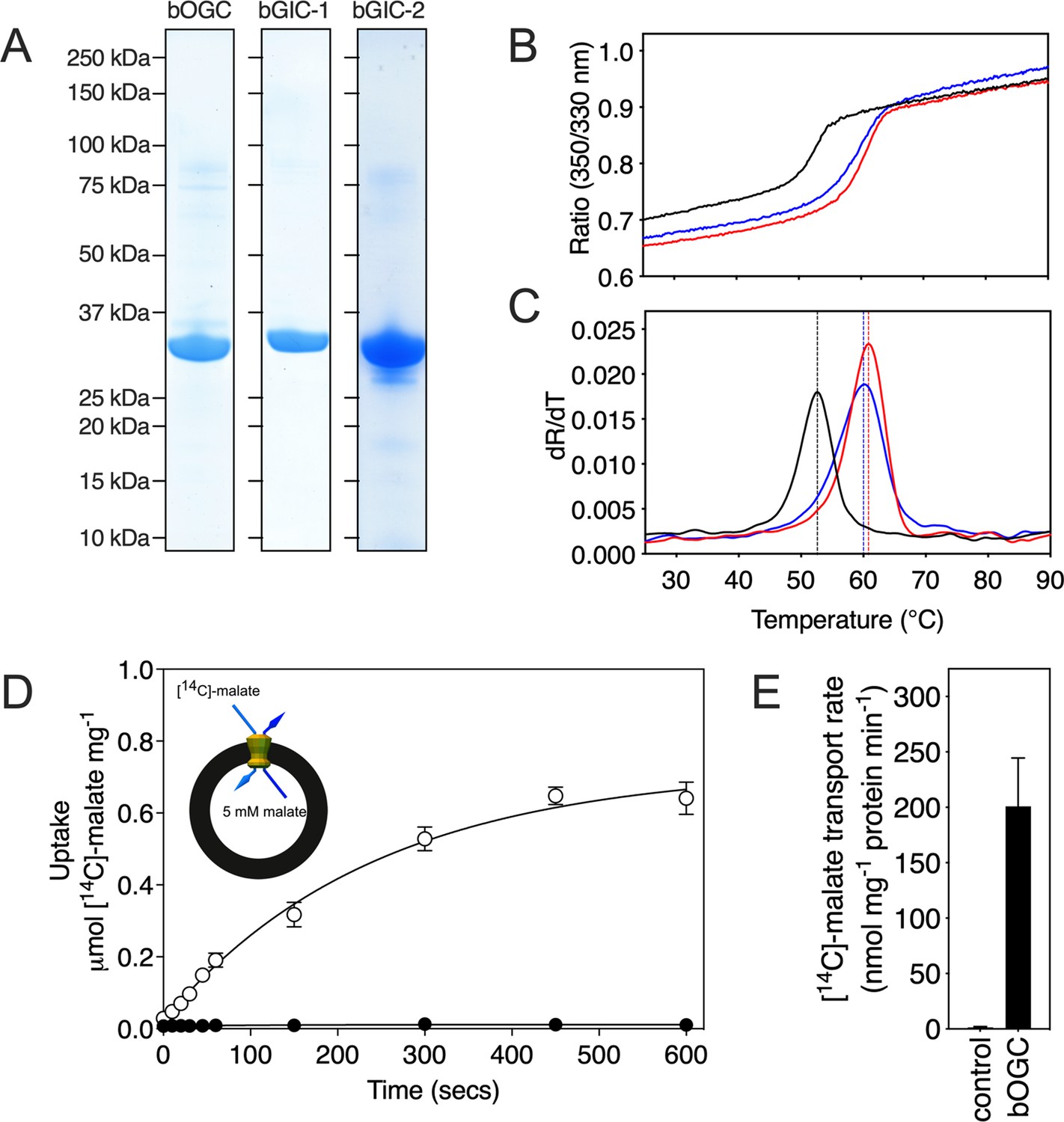 Figures And Data In A Mitochondrial Carrier Transports Glycolytic figures-and-data-in-a-mitochondrial-carrier-transports-glycolytic