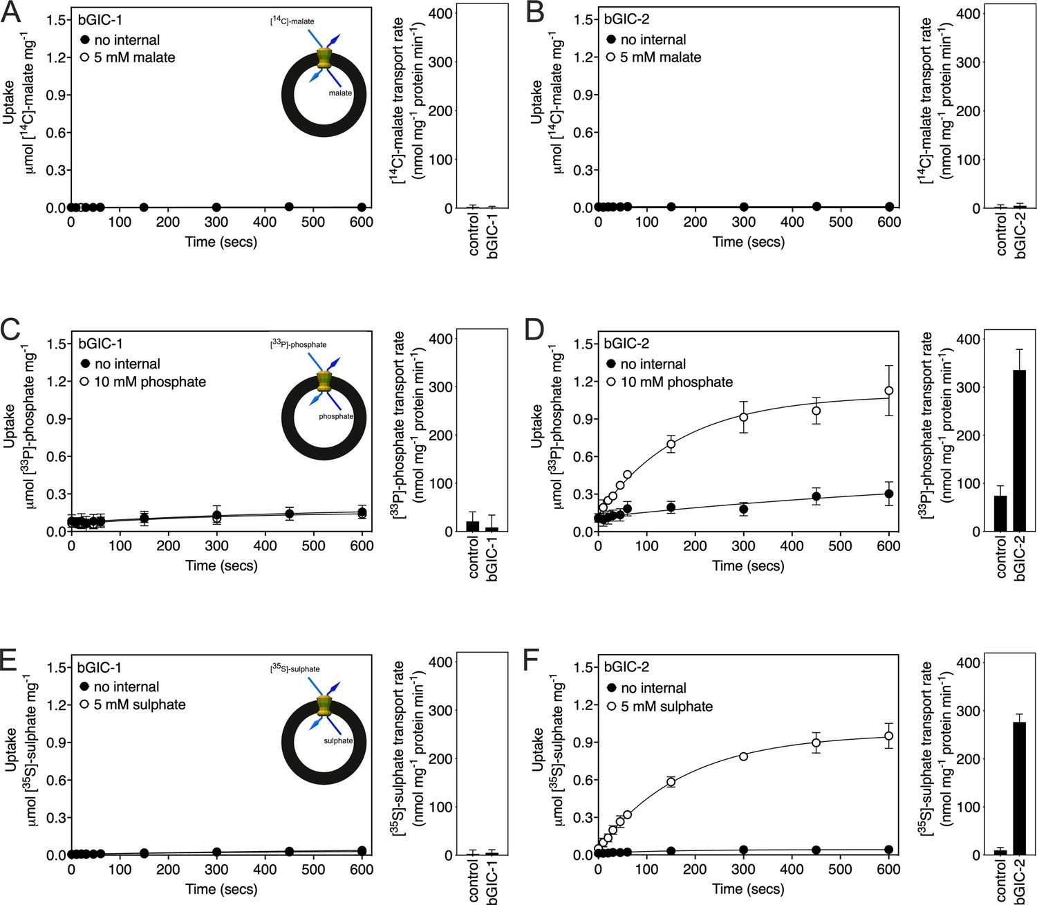 Figures And Data In A Mitochondrial Carrier Transports Glycolytic retinal-cell-types-zebrafish-ucl