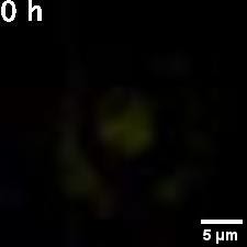 posterframe for video