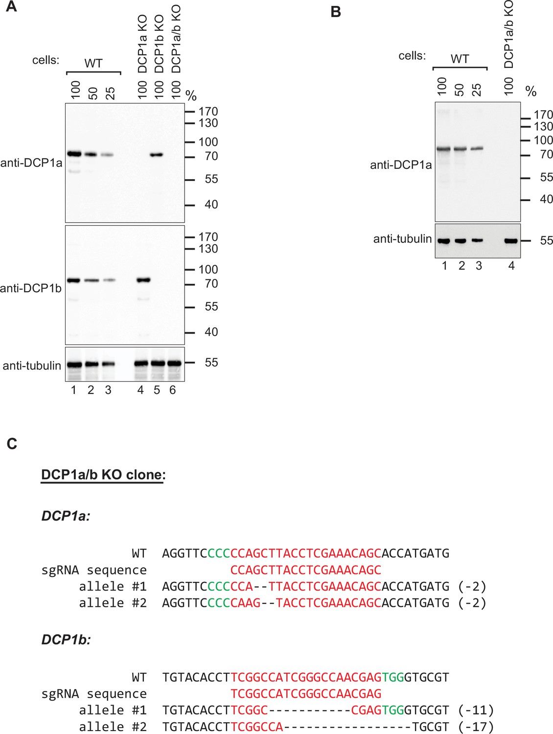 Human DCP1 is crucial for mRNA decapping and possesses paralog-specific gene  regulating functions | eLife