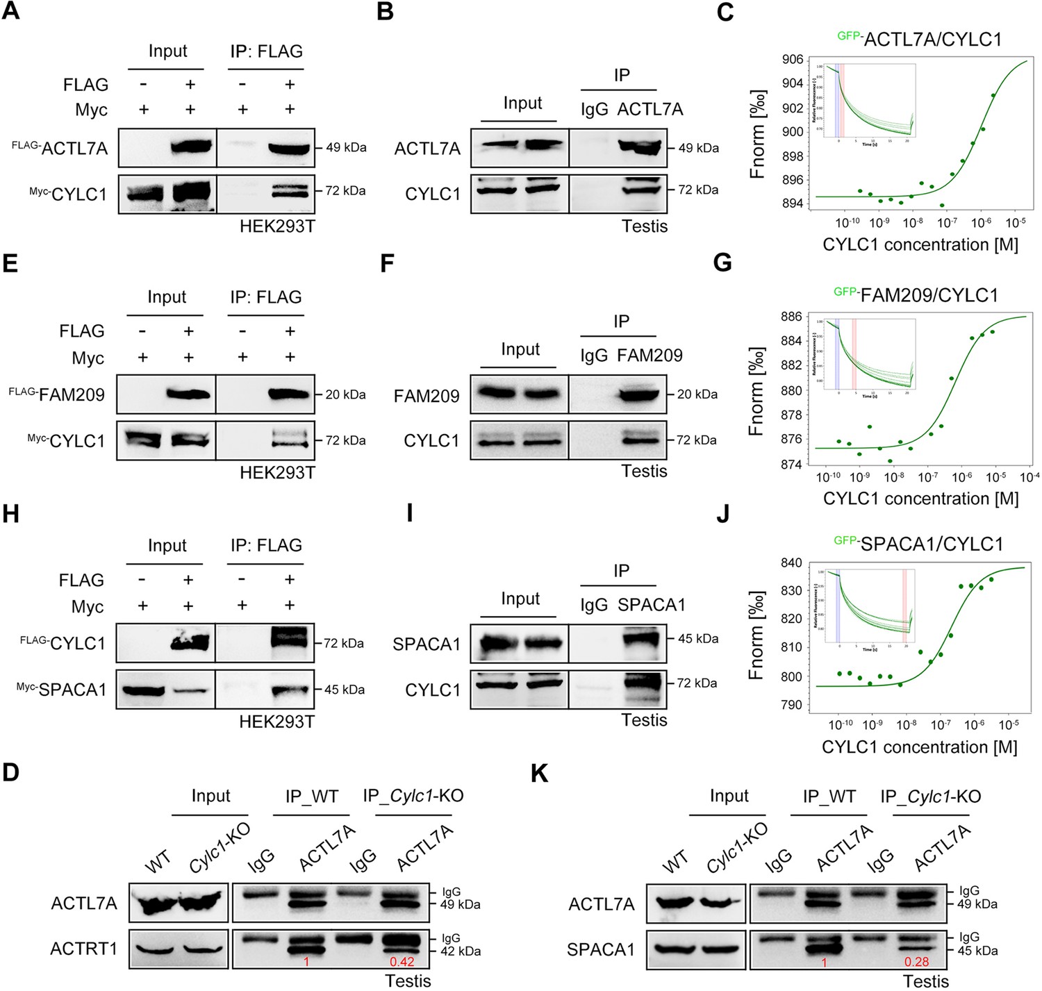 Figures And Data In Disruption In CYLC1 Leads To Acrosome Detachment ...