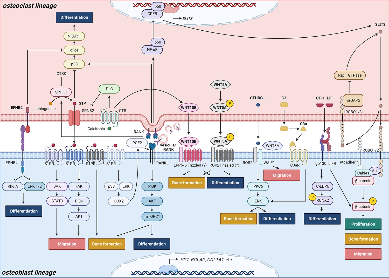 Figures and data in Current perspectives on the multiple roles of ...