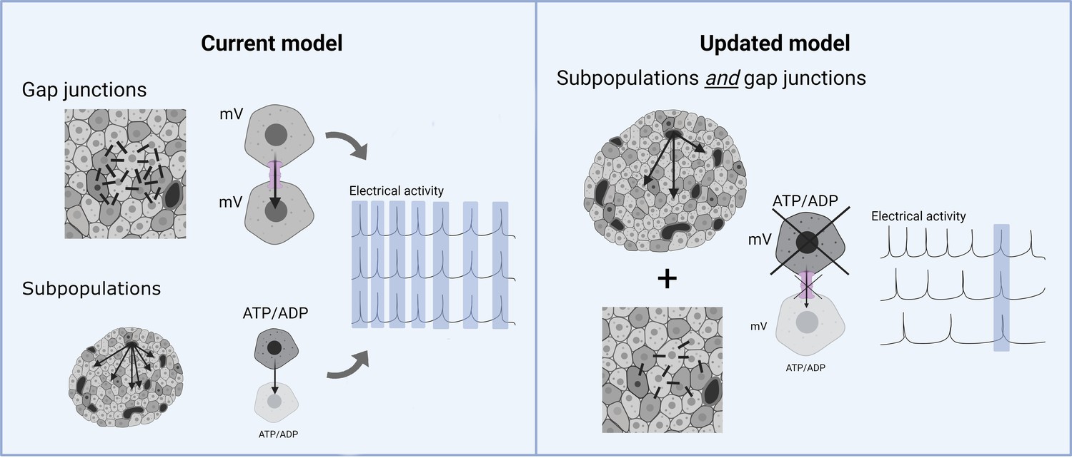 Insulin Release: Synchronizing Beta Cells In The Pancreas 